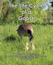 The Life Cycle of a Goose Level J 18