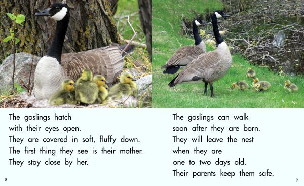 Goose cycle cover on sale