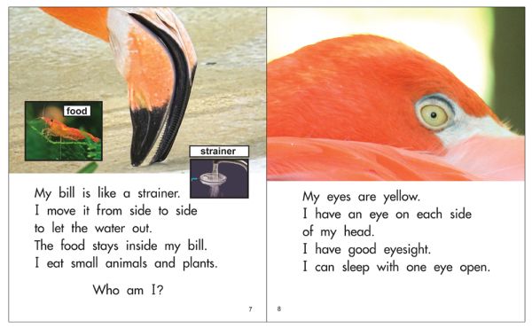 Guess the Mystery Animal - Book Eight - Level J/17