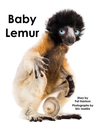Baby Lemur - Level B/2