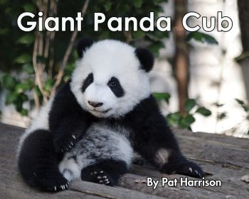 Giant Panda Cub - Level C/3