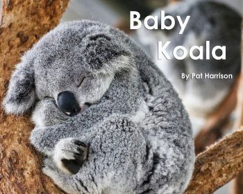 Baby Koala - Level F/9