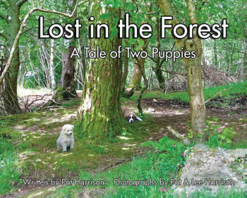Lost in the Forest - Level C/4